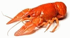 Crawfish