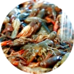 How to Purge Crawfish